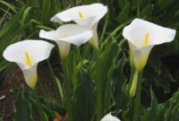 Bunga Calla Lily: Apakah Ini Benar-benar Bunga Lily?