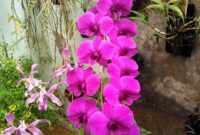 Bunga Orchid Cattleya: Apakah Ini Benar-benar Bunga yang Sulit Dipelihara?