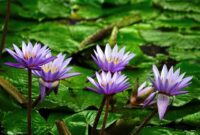 Misteri Bunga Tiger Lily: Apakah Ini Simbol Kekuatan atau Keanggunan?