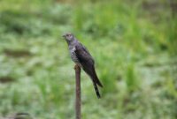 Fakta Menarik tentang Burung Cuckoo: Mengapa Mereka Dikenal sebagai Pencuri Sarang?