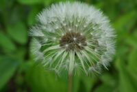 Bunga Dandelion: Apakah Ini Benar-benar Bunga atau Rumput Liar?