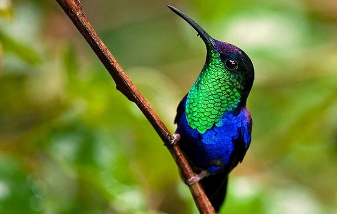 Burung Kolibri: Pesona Kecil yang Menyimpan Energi Besar
