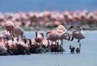 Mengapa Burung Flamingo Sering Diasosiasikan dengan Keanggunan dan Keindahan?