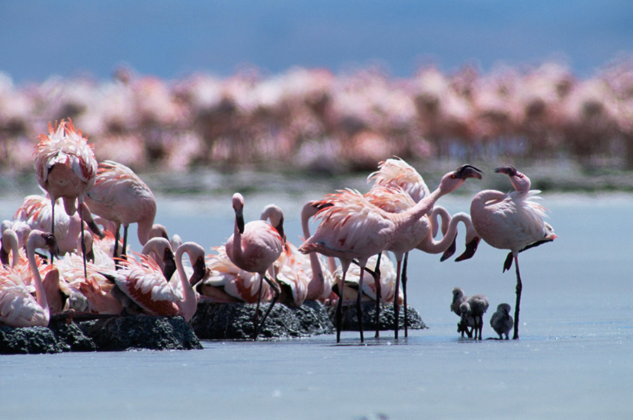 Mengapa Burung Flamingo Sering Diasosiasikan dengan Keanggunan dan Keindahan?