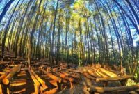 Review Hotel Dekat Hutan Pinus Mangunan: Menikmati Pemandangan Alam