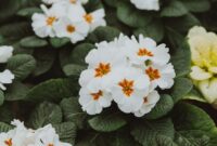 Mengapa Bunga Primrose Sering Diasosiasikan dengan Kebahagiaan?