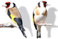 Burung Goldfinch: Pesona Suara yang Menyegarkan dari Taman