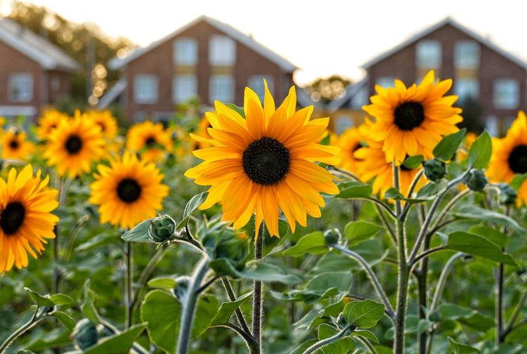 Fakta Unik Tentang Bunga Sunflower yang Tidak Banyak Diketahui