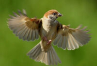 Burung Pipit: Pesona Suara yang Indah dari Padang Rumput Terbuka