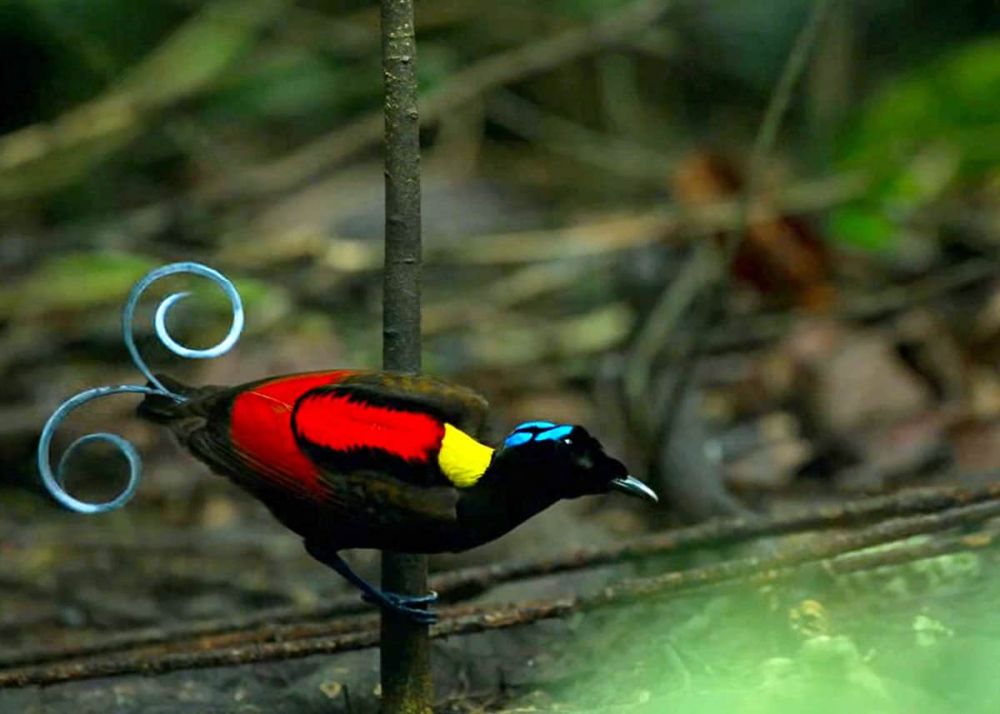 Burung Oriole: Pesona Suara yang Mengalun dari Taman